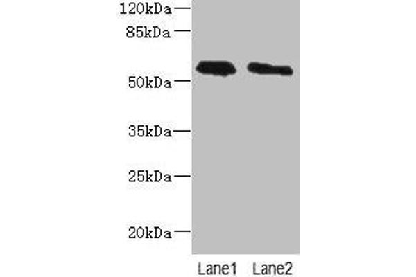 Phospholipase D4 anticorps  (AA 52-506)