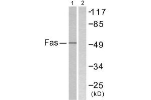 Western Blotting (WB) image for anti-TNF Receptor Superfamily, Member 6 (FAS) (C-Term) antibody (ABIN1848823) (FAS antibody  (C-Term))