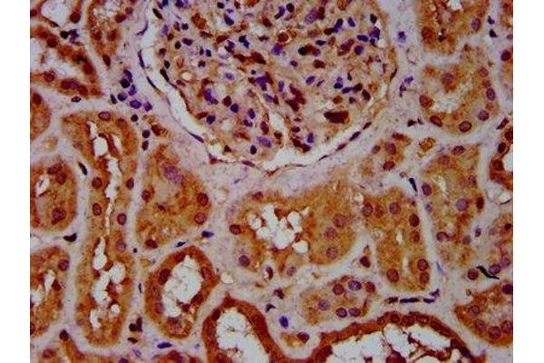 CPNE8 antibody  (AA 349-498)