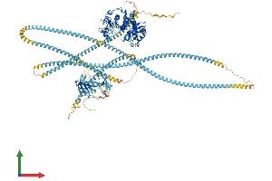 AlphaFold protein structure predicition of Mouse Recombinant Rock2 Protein, UniprotID P70336 (ROCK2 Protein (AA 1-1388) (His tag))