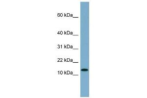 RPS27L antibody used at 1 ug/ml to detect target protein. (RPS27L antibody  (N-Term))