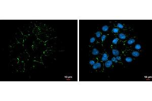 ICC/IF Image ZO-1 antibody [N1N2], N-term detects ZO-1 protein at cell membrane by immunofluorescent analysis.