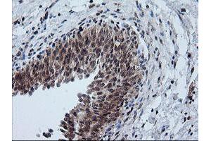 Immunohistochemistry (IHC) image for anti-Formiminotransferase Cyclodeaminase (FTCD) antibody (ABIN1496380) (FTCD antibody)
