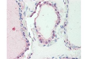 Anti-SP2 antibody IHC staining of human thyroid. (Sp2 antibody  (AA 180-229))