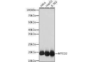 Western blot analysis of extracts of various cell lines, using MTCO2 Rabbit mAb (ABIN7266638) at 1:1000 dilution. (COX2 antibody)