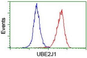 Image no. 9 for anti-Ubiquitin-Conjugating Enzyme E2, J1, U (UBE2J1) antibody (ABIN1501638)