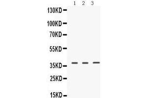 Western Blotting (WB) image for anti-Endogenous Retrovirus Group W, Member 1 (ERVW-1) (AA 406-435), (C-Term) antibody (ABIN3042377) (ERVW-1 antibody  (C-Term))