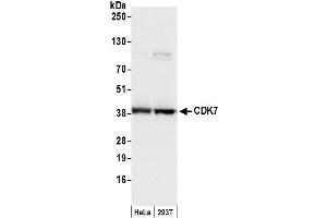 Western Blotting (WB) image for anti-Cyclin-Dependent Kinase 7 (CDK7) (C-Term) antibody (ABIN7455080) (CDK7 antibody  (C-Term))