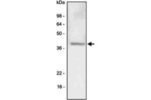 Western blot analysis of A-549 (lung carcinoma) cell lysate was resolved by SDS - PAGE , transferred to PVDF membrane and probed with LYVE1 monoclonal antibody , clone 4G1 (1 : 500)  . (LYVE1 antibody  (AA 25-235))