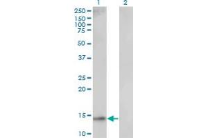 Western Blot analysis of UBE2D1 expression in transfected 293T cell line by UBE2D1 monoclonal antibody (M01), clone 2C6. (UBE2D1 antibody  (AA 1-94))