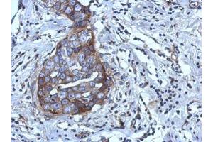 Immunohistochemistry (IHC) image for anti-Regulator of G-Protein Signaling 4 (RGS4) antibody (ABIN2856953)