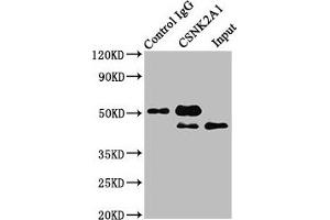 Immunoprecipitating CSNK2A1 in Hela whole cell lysate Lane 1: Rabbit control IgG instead of ABIN7146885 in Hela whole cell lysate. (CSNK2A1/CK II alpha antibody  (AA 1-391))