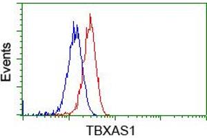 Image no. 2 for anti-thromboxane A Synthase 1 (Platelet) (TBXAS1) antibody (ABIN1501382) (TBXAS1 antibody)
