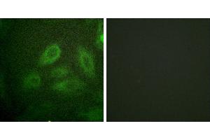P-peptide - +Immunofluorescence analysis of HeLa cells, using DRP-2 (Phospho-Thr514) antibody. (DRP2 antibody  (pThr514))