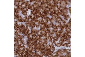 Immunohistochemical staining of human pancreas with TMEM97 polyclonal antibody  shows strong cytoplasmic positivity in exocrine glandular cells. (TMEM97 antibody)