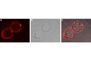 Expression of EphA1 in human MCF-7 cells - Cell surface detection of EphA1 in live intact MCF-7 breast adenocarcinoma cells. (EPHA1 antibody  (Extracellular, N-Term))