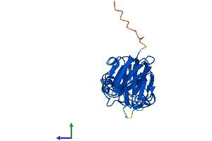 Protein Structure (PS) image for Crystallin, beta A1 (CRYBA1) (AA 1-198) protein (His tag) (ABIN7562724)