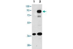 Western blot analysis of PROX1 (arrow) using PROX1 polyclonal antibody . (PROX1 antibody  (C-Term))