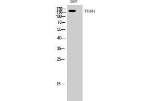 Western Blotting (WB) image for anti-Receptor Tyrosine-Protein Kinase ErbB-3 (ERBB3) (N-Term) antibody (ABIN3184533) (ERBB3 antibody  (N-Term))