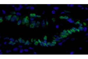 Immunofluorescence (IF) image for anti-Proliferating Cell Nuclear Antigen (PCNA) (C-Term) antibody (ABIN7448997) (PCNA antibody  (C-Term))