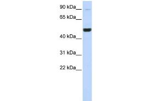 WB Suggested Anti-KIF2A Antibody Titration:  0. (KIF2A antibody  (Middle Region))