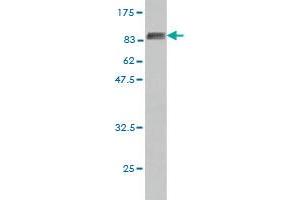 Western Blot detection against Immunogen (78. (HDAC1 antibody  (AA 1-482))