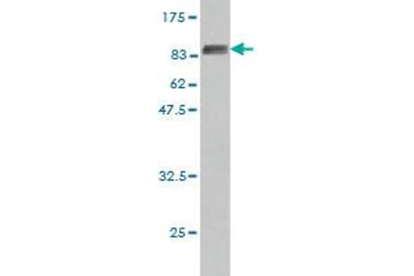 HDAC1 antibody  (AA 1-482)