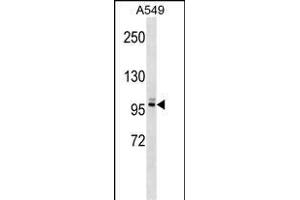 PLEKHG5 antibody  (N-Term)