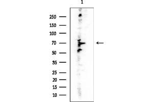 Western blot analysis of lysates from COLO205 cells, using TMCO3 Mouse Monoclonal Antibody at 1/1000 dilution.
