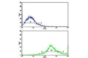 Flow cytometric analysis of Jurkat cells using CD8B antibody (bottom histogram) compared to a negative control (top histogram). (CD8B antibody  (AA 64-92))