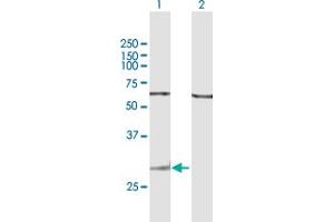 Western Blot analysis of GZMK expression in transfected 293T cell line by GZMK MaxPab polyclonal antibody. (GZMK antibody  (AA 1-264))