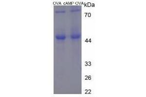Image no. 1 for Cyclic Adenosine Monophosphate (cAMP) protein (Ovalbumin) (ABIN2127372)