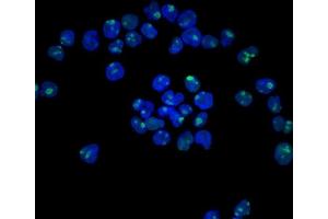 Immunofluorescence (IF) image for anti-Nucleolin (NCL) antibody (ABIN6940176)