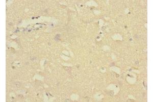 Immunohistochemistry of paraffin-embedded human brain tissue using ABIN7154473 at dilution of 1:100 (GADD45G antibody  (AA 1-159))
