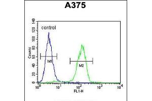 Flow cytometric analysis of A375 cells (right histogram) compared to a negative control cell (left histogram). (ACTR2 antibody  (C-Term))
