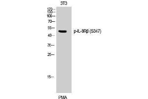 Western Blotting (WB) image for anti-Chemokine (C-X-C Motif) Receptor 2 (CXCR2) (pSer347) antibody (ABIN3173380) (CXCR2 antibody  (pSer347))