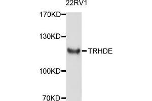 Western blot analysis of extracts of 22Rv1 cells, using TRHDE antibody (ABIN5999098) at 1/1000 dilution.