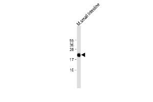 All lanes : Anti-REG3G Antibody (Center) at 1:1000 dilution Lane 1: mouse small intestine tissue lysate Lysates/proteins at 20 μg per lane. (REG3g antibody  (AA 89-116))