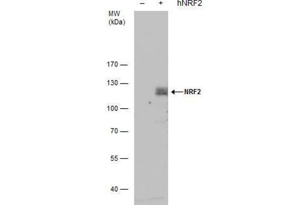 NRF2 antibody  (Internal Region)