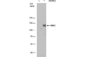 WB Image NRF2 antibody detects NRF2 protein by western blot analysis. (NRF2 antibody  (Internal Region))