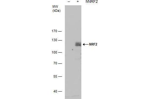 NRF2 Antikörper  (Internal Region)