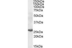 ABIN571002 (0. (PSMB10 antibody  (Internal Region))