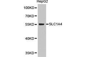 Western Blotting (WB) image for anti-Solute Carrier Family 1 (Glutamate/Neutral Amino Acid Transporter), Member 4 (SLC1A4) antibody (ABIN1874808)