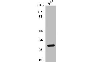 Western Blot analysis of HeLa cells using Cleaved-Cathepsin L1 HC (T288) Polyclonal Antibody (Cathepsin L antibody  (Cleaved-Thr288))