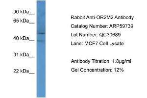 WB Suggested Anti-OR2M2  Antibody Titration: 0. (OR2M2 antibody  (C-Term))