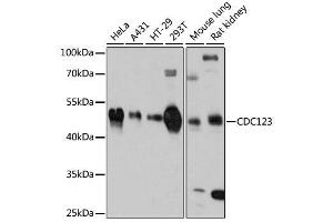Western blot analysis of extracts of various cell lines, using CDC123 antibody. (CDC123 antibody  (AA 1-336))