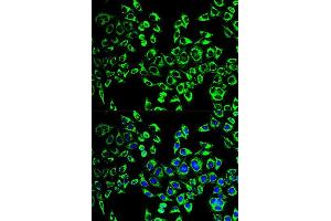 Immunofluorescence analysis of HeLa cell using HSPD1 antibody. (HSPD1 antibody  (AA 27-240))