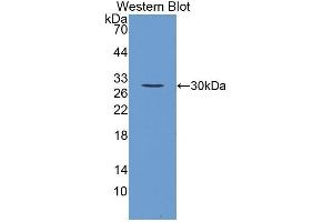 Western Blotting (WB) image for anti-Fibroblast Growth Factor 23 (FGF23) (AA 25-251) antibody (ABIN3207961) (FGF23 antibody  (AA 25-251))