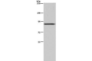 Cullin 3 antibody