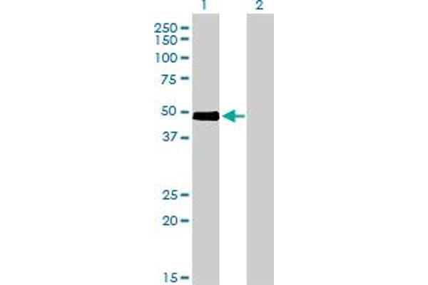 CRLF1 antibody  (AA 135-230)